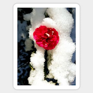 Snowy Roses Sticker